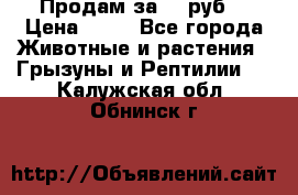 Продам за 50 руб. › Цена ­ 50 - Все города Животные и растения » Грызуны и Рептилии   . Калужская обл.,Обнинск г.